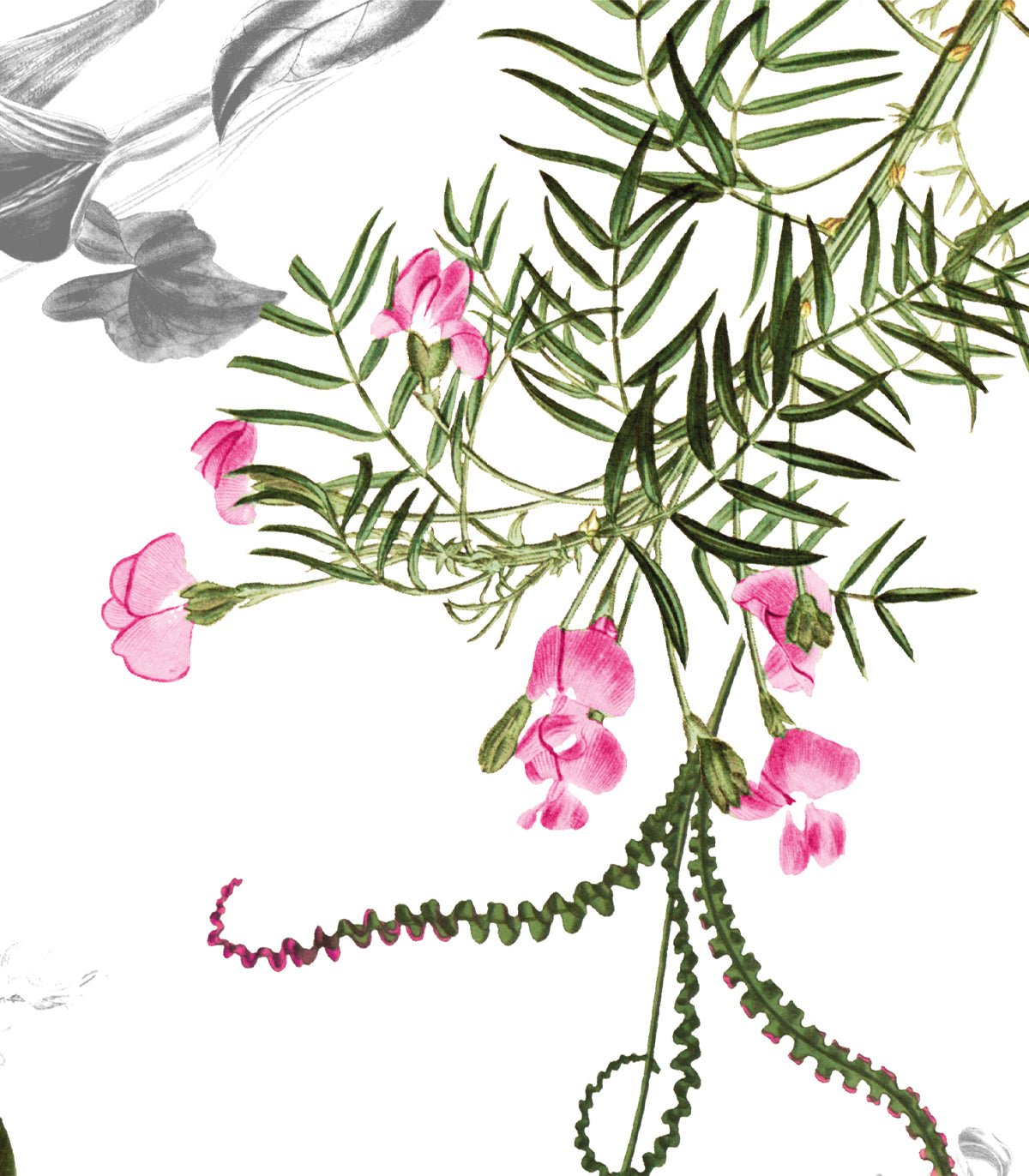 Tapeta Beautiful Blossom - Wallcolors®