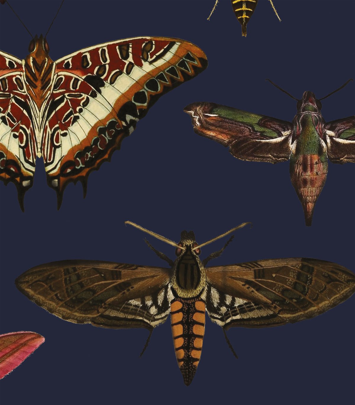 Tapeta Butterflies Navy Blue - Wallcolors®