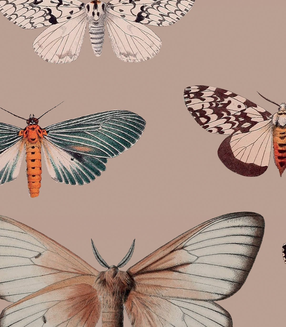 Tapeta Colorful Butterfly Pink - Wallcolors®
