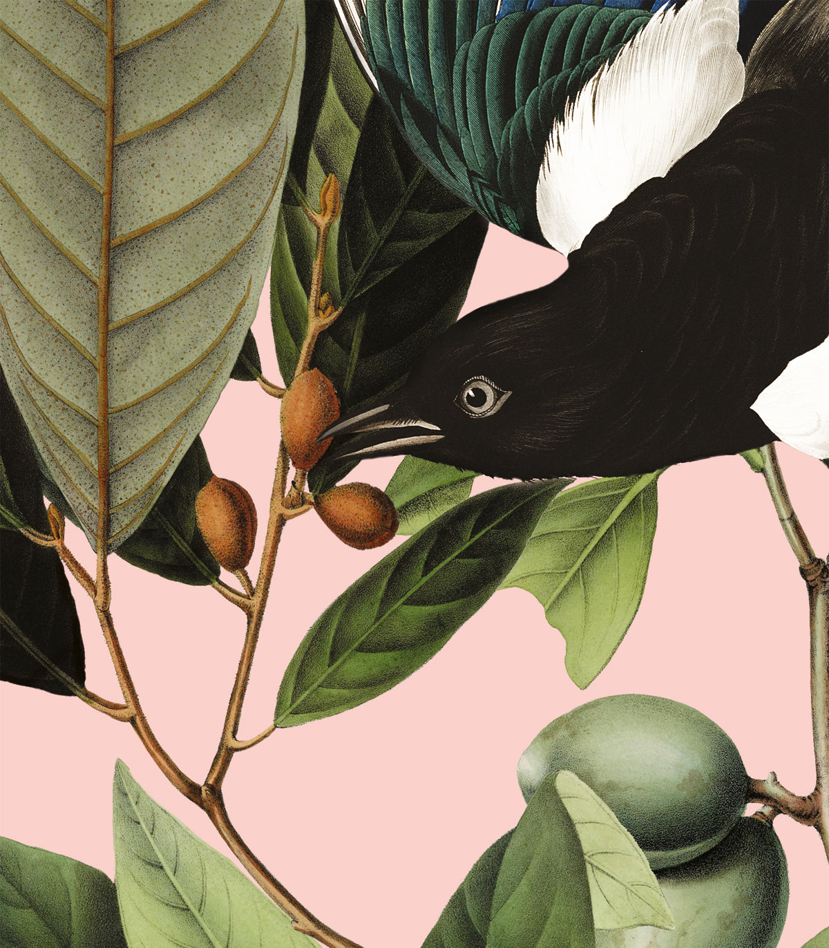 Tapeta Magpie Pink