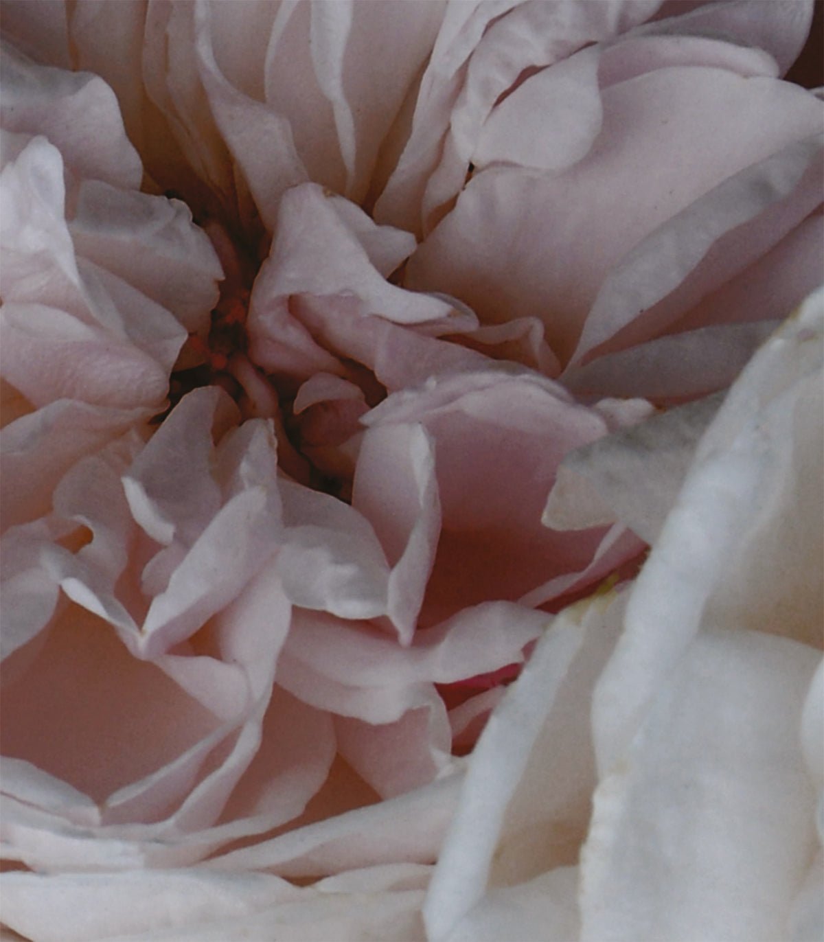 Tapeta Peony - Wallcolors®