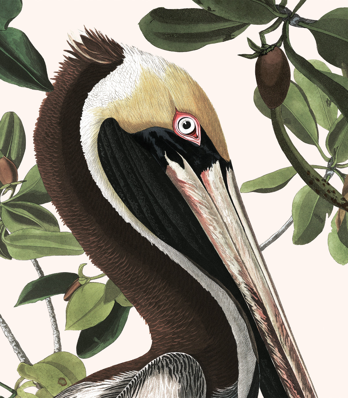 Tapeta Spring Pelicans